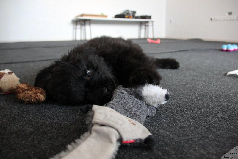 Фото: ньюфаундленд Brownblood MSK Lavy Neman (Браунблад MCК Лави Нэман)