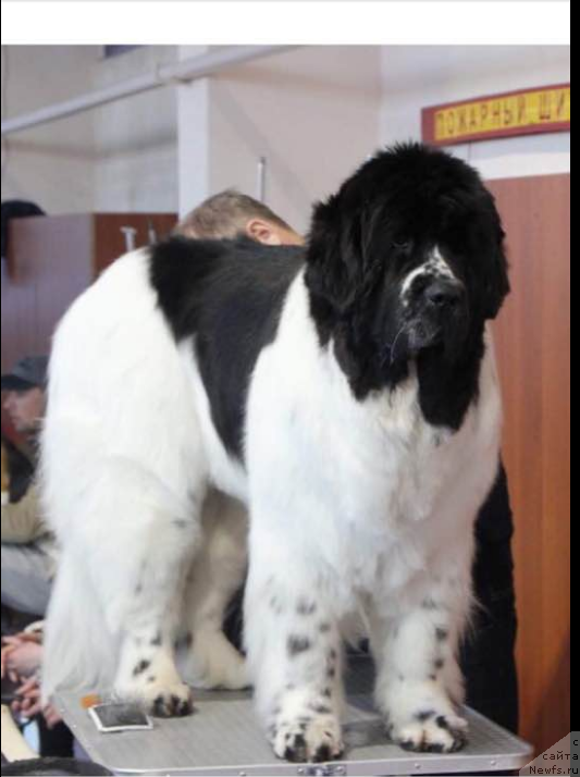 Фото: ньюфаундленд Bereginya Shakira (Берегиня Шакира)