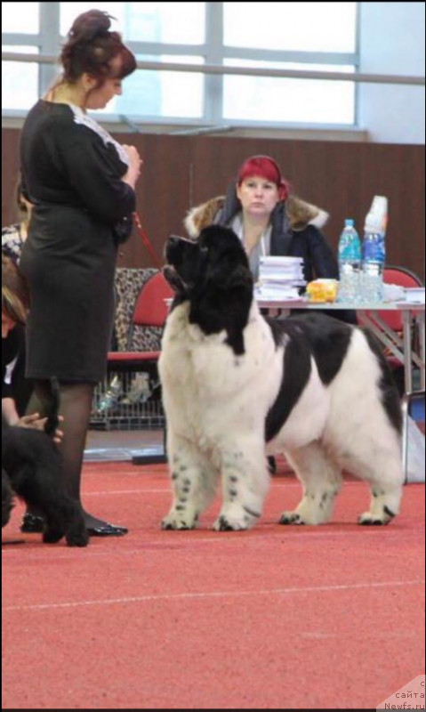 Фото: ньюфаундленд Bereginya Shakira (Берегиня Шакира)