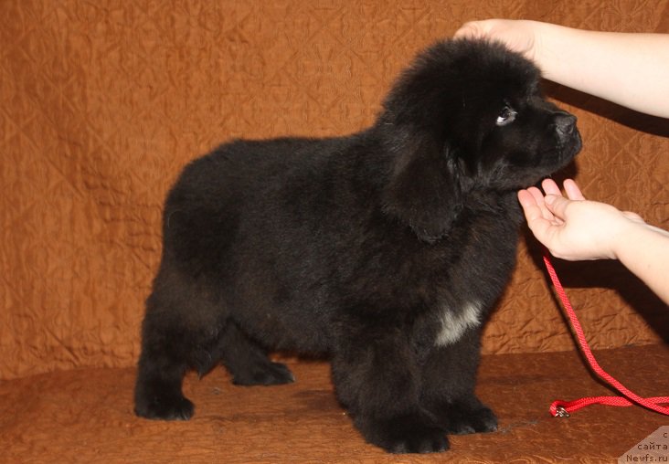 Фотография № 222912