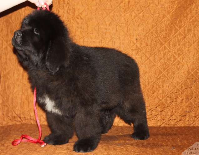 Фотография № 222913