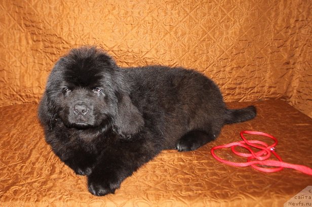 Фотография № 222915