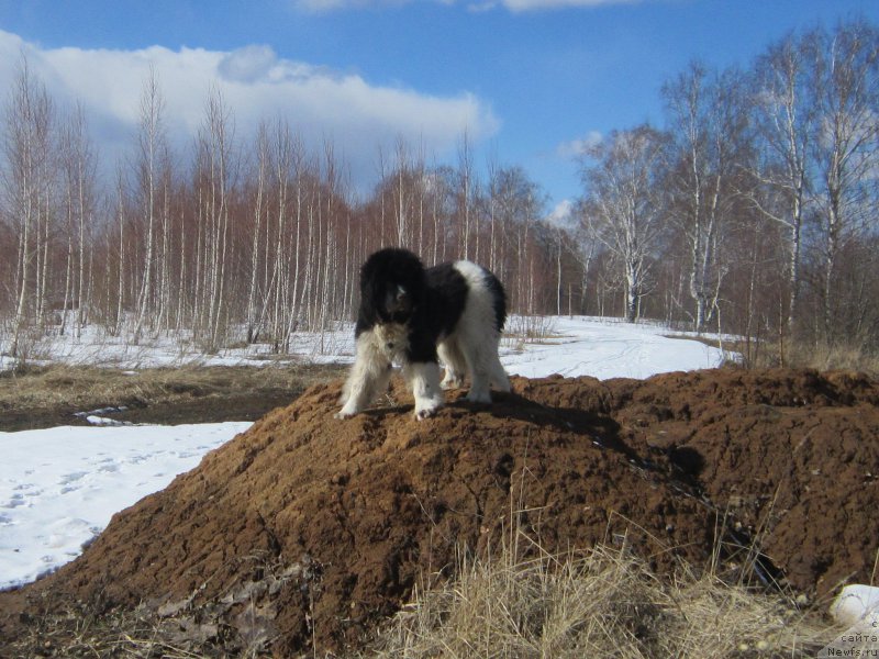 Фотография № 222918