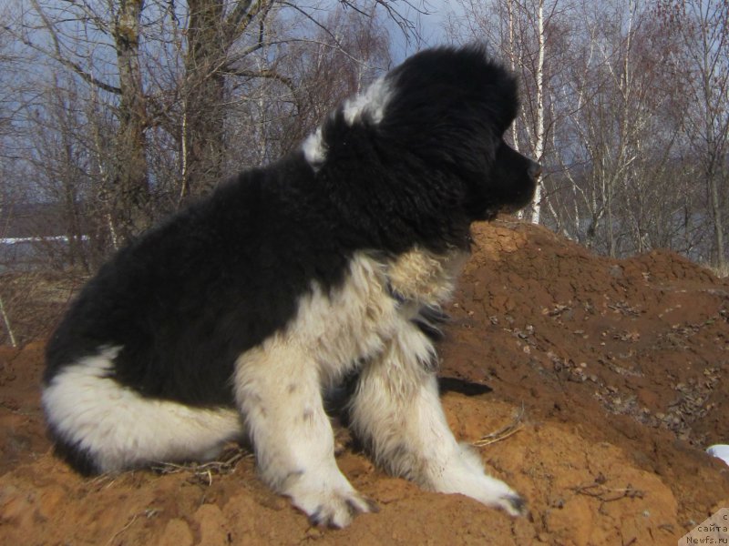 Фотография № 222919