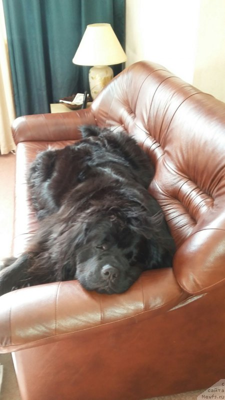 Фото: ньюфаундленд Moya Stihiya Imperatrica Mariya (Моя Стихия Императрица Мария)