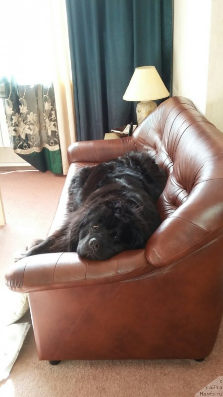 Фото: ньюфаундленд Moya Stihiya Imperatrica Mariya (Моя Стихия Императрица Мария)