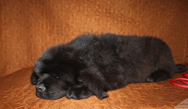 Фотография № 222935