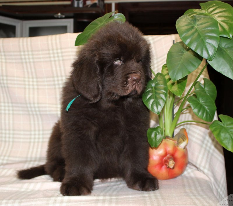 Фото: ньюфаундленд Brownblood MSK Lyon Labi-Roni (Браунблад  МСК Лион Лаби-Рони)