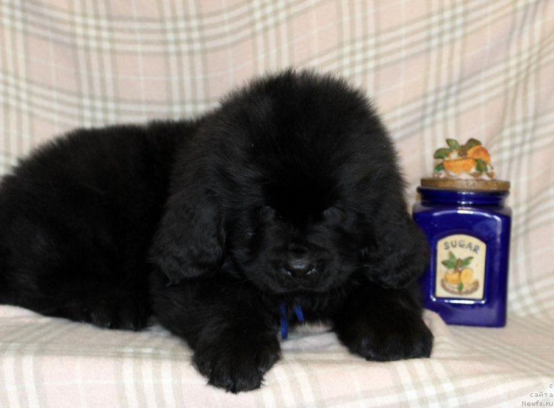 Фото: ньюфаундленд Brownblood MSK Lambert Amir (Браунблад МСК Ламберт Амир)