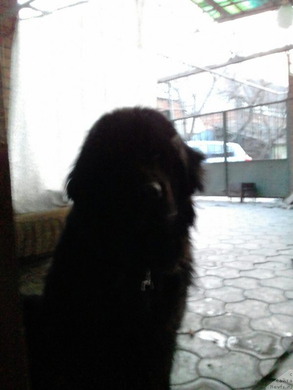 Фото: ньюфаундленд Soul of Rouz Arlin (Соул оф Роуз Арлин)