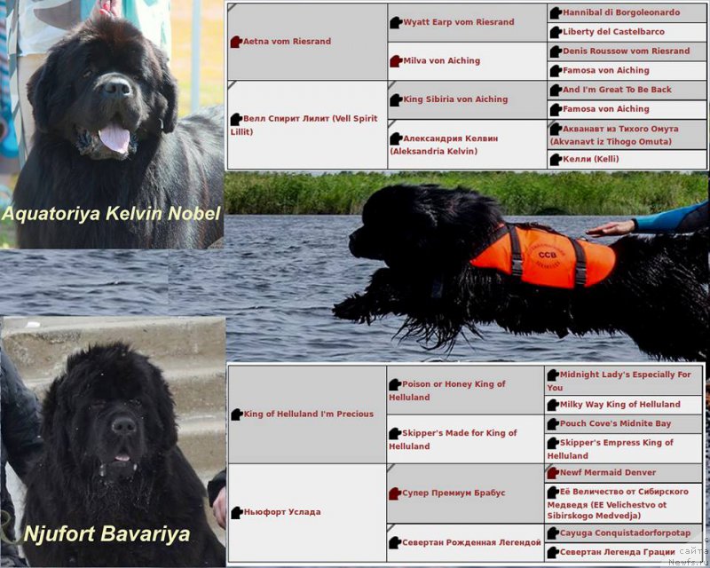 Фото: ньюфаундленд Aquatoriya Kelvin Nobel (Акватория Келвин Нобель)