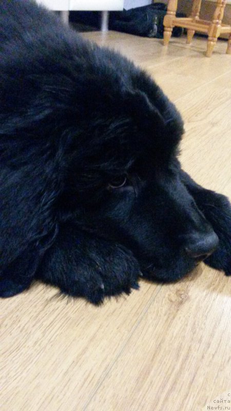 Фото: ньюфаундленд Cherniy Balu Lord-Kantsler (Черный Балу Лорд-Канцлер)