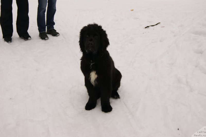 Фото: ньюфаундленд Cherniy Balu Lord-Kantsler (Черный Балу Лорд-Канцлер)