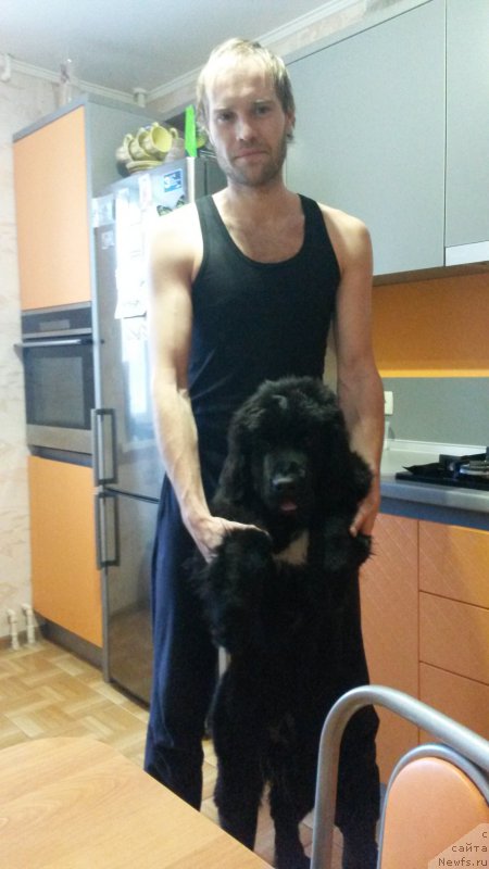 Фото: ньюфаундленд Cherniy Balu Lord-Kantsler (Черный Балу Лорд-Канцлер)