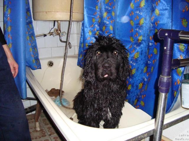 Фото: [p1212]
Буран после баньки