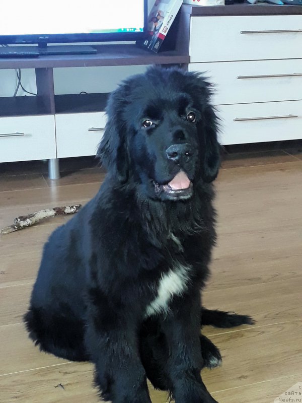 Фото: ньюфаундленд Cherniy Balu Lord-Kantsler (Черный Балу Лорд-Канцлер)