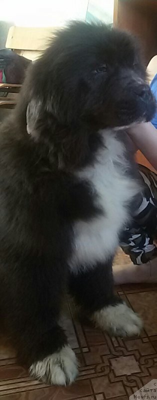 Фото: ньюфаундленд Bossi Sladkaya Malyishka (Босси Сладкая Малышка)