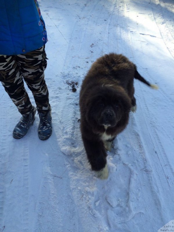 Фото: ньюфаундленд Bossi Sladkaya Malyishka (Босси Сладкая Малышка)