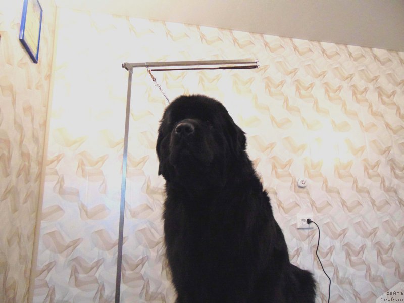 Фото: ньюфаундленд Shelest Sauri Bolshoj Malysh