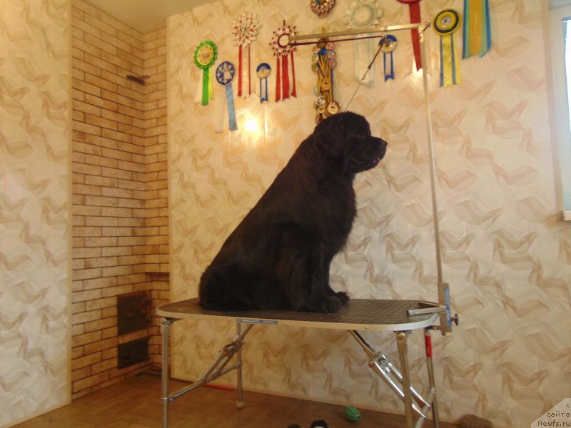 Фото: ньюфаундленд Shelest Sauri Bolshoj Malysh