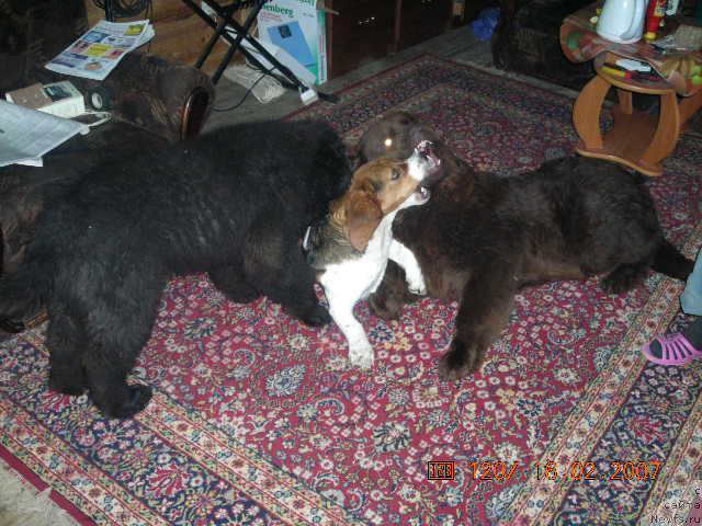 Фото: ньюфаундленд Stardi (Старди), ньюфаундленд Sent Djons Kruiz (Сент Джонс Круиз)