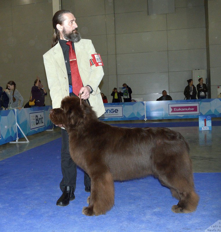 Фото: ньюфаундленд I Follow The Sun de L'Etoile de Cyrice