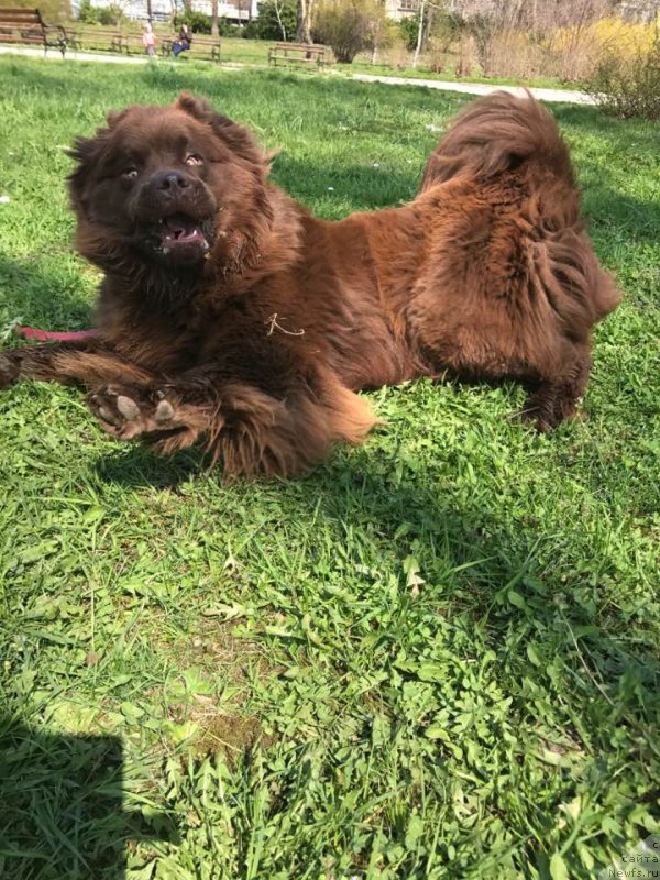 Фото: ньюфаундленд Brownblood MSK Happy Teddy (Браунблад МСК Хэппи Тедди)