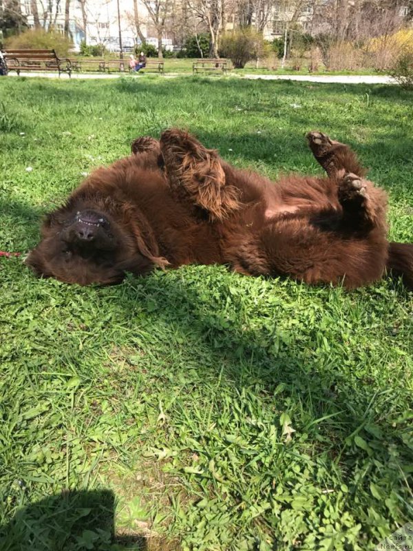 Фото: ньюфаундленд Brownblood MSK Happy Teddy (Браунблад МСК Хэппи Тедди)