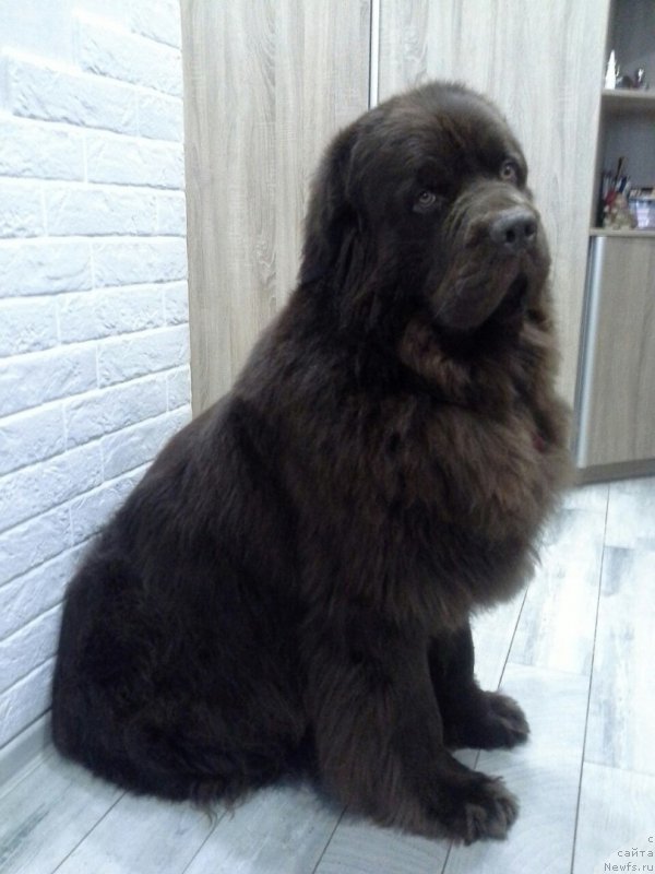 Фото: ньюфаундленд Nyesh Sollar Vind (Нэш Соллар Винд)