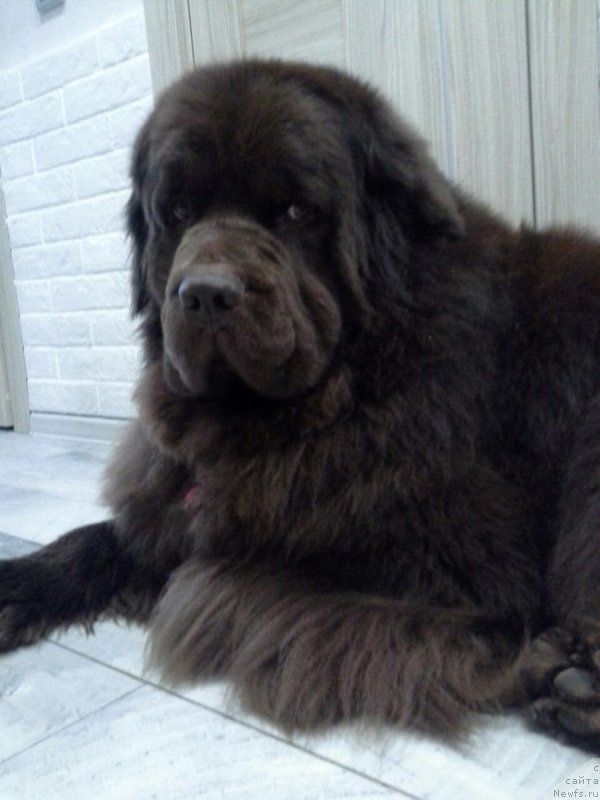 Фото: ньюфаундленд Nyesh Sollar Vind (Нэш Соллар Винд)