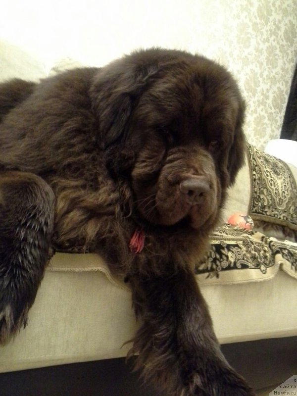 Фото: ньюфаундленд Nyesh Sollar Vind (Нэш Соллар Винд)