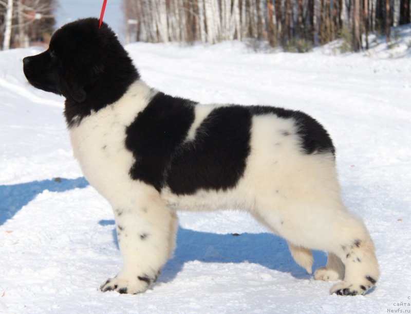 Фото: ньюфаундленд Akvian Song Talisman (Аквиан Сонг Талисман)