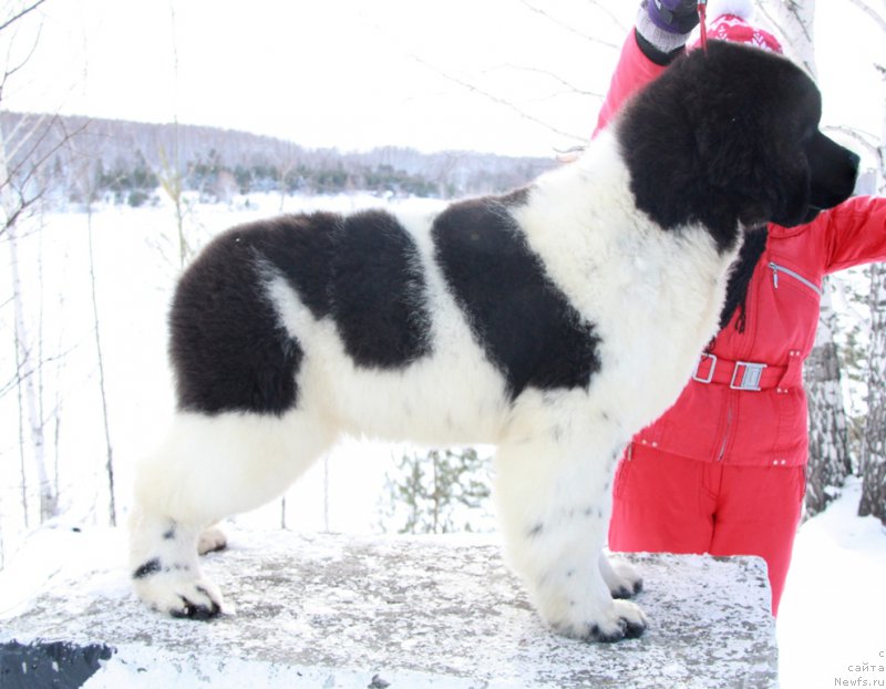 Фото: ньюфаундленд Akvian Song Talisman (Аквиан Сонг Талисман)