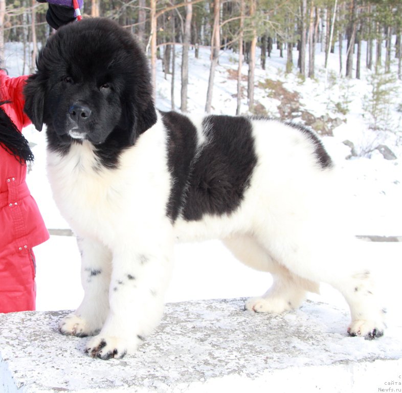 Фото: ньюфаундленд Akvian Song Talisman (Аквиан Сонг Талисман)
