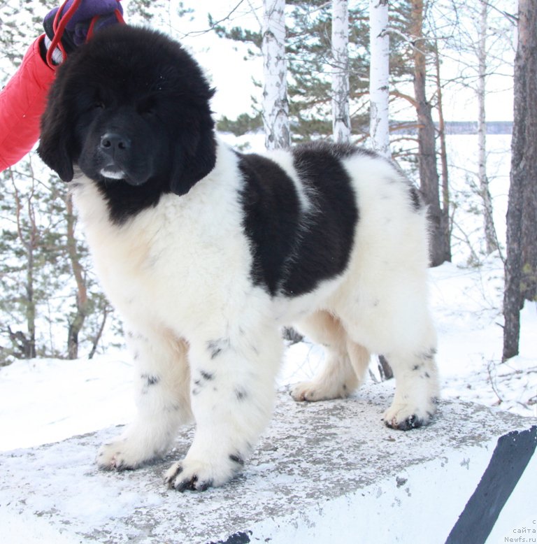 Фото: ньюфаундленд Akvian Song Talisman (Аквиан Сонг Талисман)