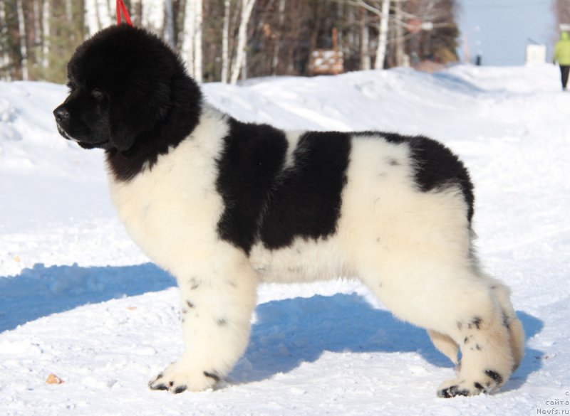 Фото: ньюфаундленд Akvian Song Talisman (Аквиан Сонг Талисман)