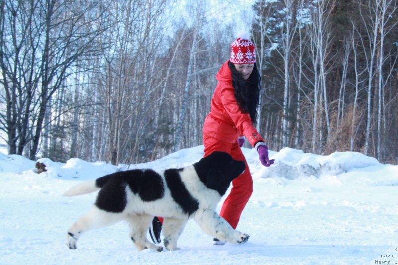 Фото: ньюфаундленд Akvian Song Talisman (Аквиан Сонг Талисман)