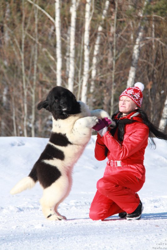 Фото: ньюфаундленд Akvian Song Talisman (Аквиан Сонг Талисман), Elena Popova (Елена Попова)