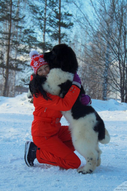 Фото: ньюфаундленд Akvian Song Talisman (Аквиан Сонг Талисман), Elena Popova (Елена Попова)