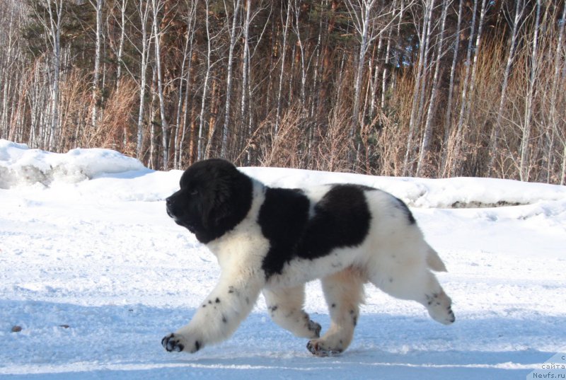 Фото: ньюфаундленд Akvian Song Talisman (Аквиан Сонг Талисман)