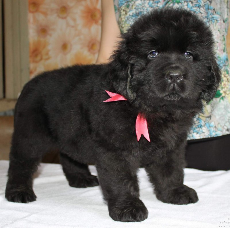 Фото: ньюфаундленд Imidja Bereginya (Имиджа Берегиня)