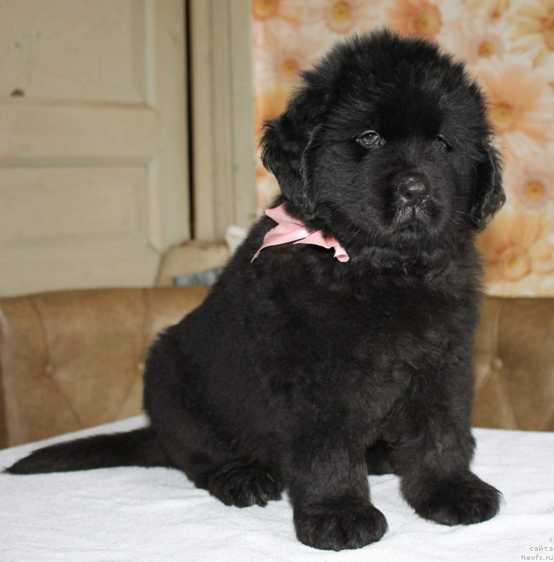 Фото: ньюфаундленд Irada Slavnaya Doch' Matveya (Ирада Славная Дочь Матвея)