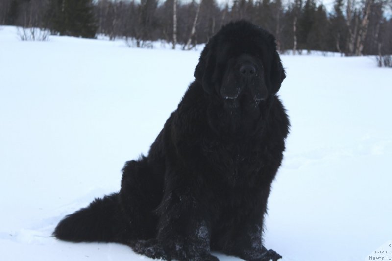 Фото: ньюфаундленд YAntarnaya Mechta (Янтарная Мечта)