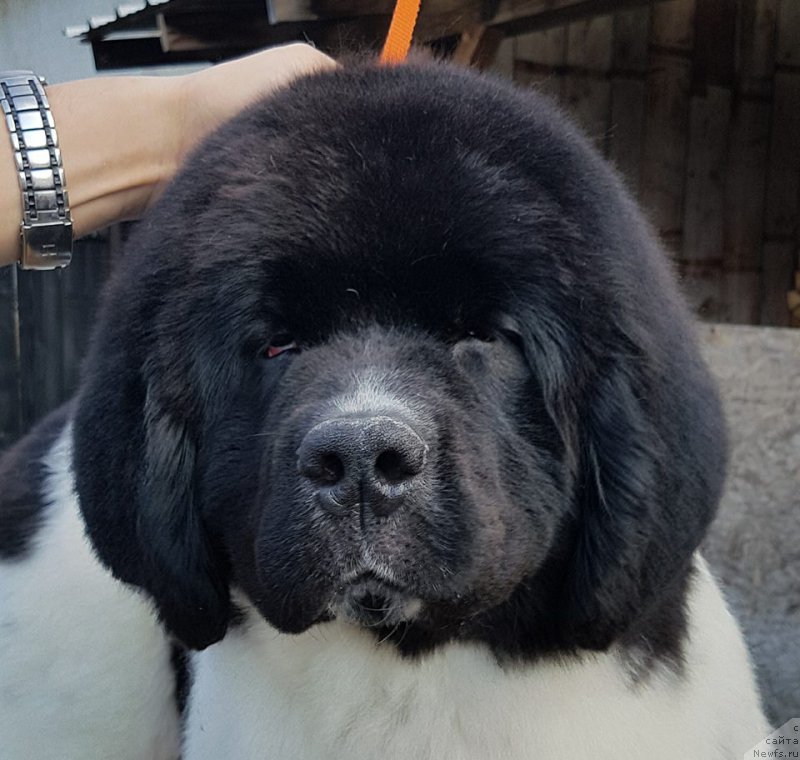 Фотография № 223040