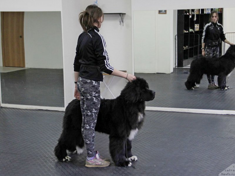 Фото: ньюфаундленд Piternyuf Cronos Lord of Time (Питерньюф Кронос Лорд оф Тайм)