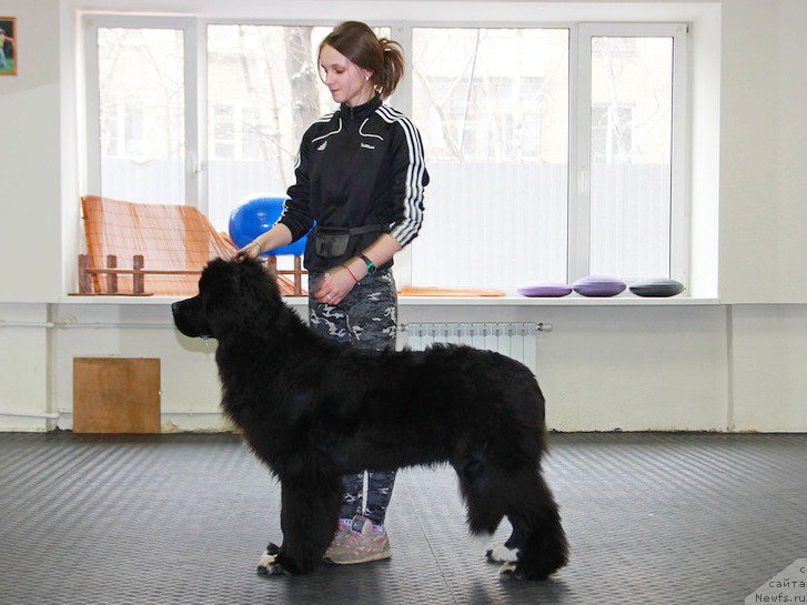 Фото: ньюфаундленд Piternyuf Cronos Lord of Time (Питерньюф Кронос Лорд оф Тайм)