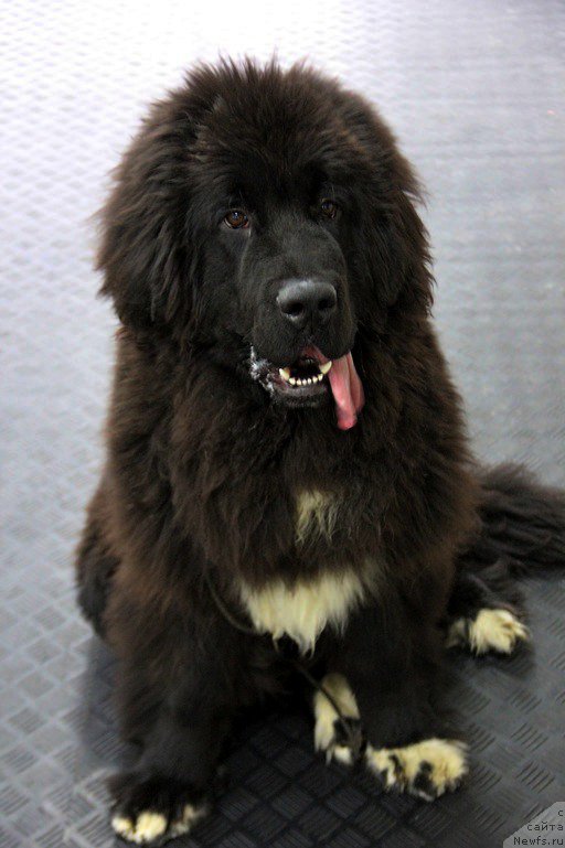 Фото: ньюфаундленд Piternyuf Cronos Lord of Time (Питерньюф Кронос Лорд оф Тайм)