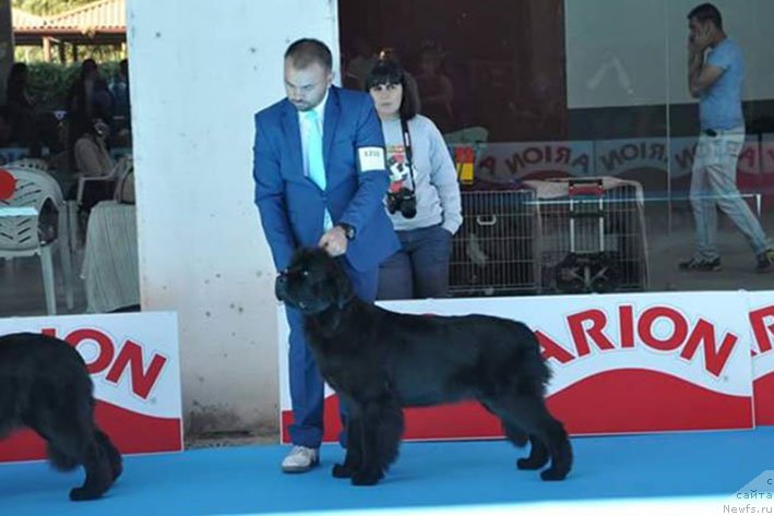 Фото: ньюфаундленд Zhenrietta  s Berega Dona (Женриетта с Берега Дона)