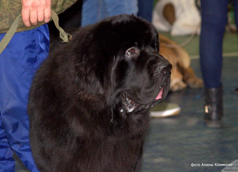 Фото: ньюфаундленд Smigar Believe me I’m Doctor (Смигар Билив Ми Ай’м Доктор)