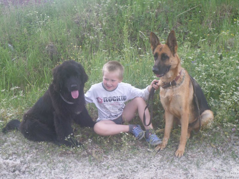 Фото: ньюфаундленд Arsyela B'yuti (Арсэла Бьюти)